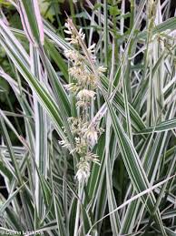 Attēlu rezultāti vaicājumam “Phalaroides arundinacea fruit”
