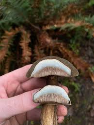 Attēlu rezultāti vaicājumam “Porphyrellus porphyrosporus”