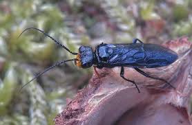 Attēlu rezultāti vaicājumam “Pamphiliidae”