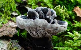 Attēlu rezultāti vaicājumam “Phellodon niger”