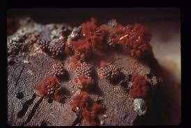 Attēlu rezultāti vaicājumam “Metatrichia vesparia”