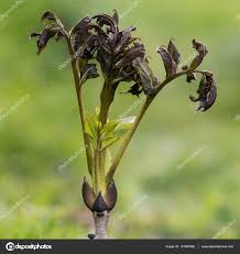 Attēlu rezultāti vaicājumam “Hymenoscyphus fraxineus”