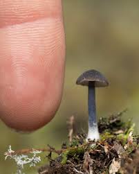 Attēlu rezultāti vaicājumam “Badhamia sp.”