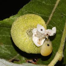 Attēlu rezultāti vaicājumam “Trichiosoma larva”