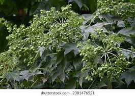 Attēlu rezultāti vaicājumam “Kalopanax septemlobus fruit”