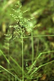 Attēlu rezultāti vaicājumam “Poa nemoralis fruit”