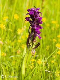 Attēlu rezultāti vaicājumam “Dactylorhiza russowii leaf”
