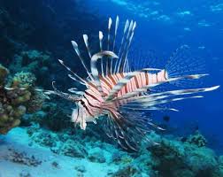 Image result for Pterois miles