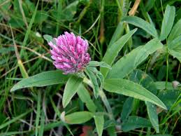 Attēlu rezultāti vaicājumam “Trifolium alpestre”