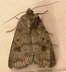 Attēlu rezultāti vaicājumam “Caradrina morpheus”