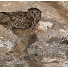 Attēlu rezultāti vaicājumam “Bubo bubo adult”