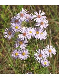 Attēlu rezultāti vaicājumam “Symphyotrichum x salignum leaf”