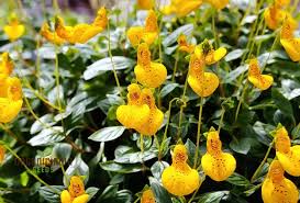Image result for Calceolaria