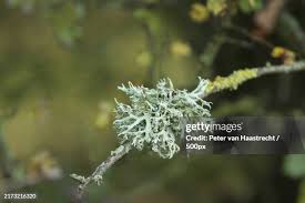 Attēlu rezultāti vaicājumam “Hyphodontia barba-jovis”