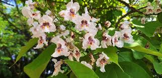 Attēlu rezultāti vaicājumam “Catalpa ovata flower”