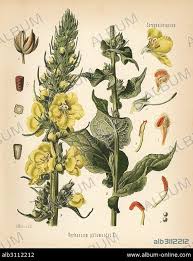 Image result for Verbascum phlomoides
