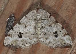 Attēlu rezultāti vaicājumam “Macaria signaria”