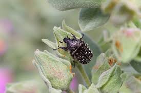 Attēlu rezultāti vaicājumam “Oxythyrea funesta”