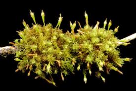 Attēlu rezultāti vaicājumam “Ulota crispa”