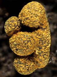 Attēlu rezultāti vaicājumam “Physarum auriscalpium”