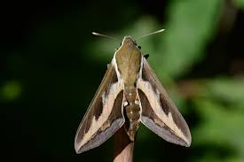 Attēlu rezultāti vaicājumam “Hyles gallii”