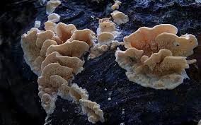 Attēlu rezultāti vaicājumam “Antrodiella semisupina”