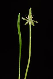 Attēlu rezultāti vaicājumam “Myosurus minimus flower”
