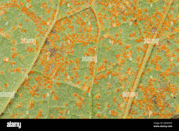 Attēlu rezultāti vaicājumam “Coleosporium sp.”