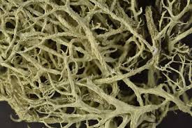 Attēlu rezultāti vaicājumam “Evernia mesomorpha”