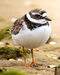 Attēlu rezultāti vaicājumam “Charadrius hiaticula”