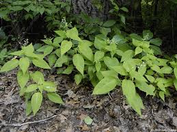 Attēlu rezultāti vaicājumam “Circaea lutetiana”