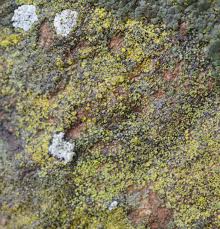 Attēlu rezultāti vaicājumam “Candelariella sp.”