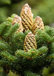 Attēlu rezultāti vaicājumam “Abies”