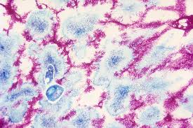 Attēlu rezultāti vaicājumam “Comatricha elegans”