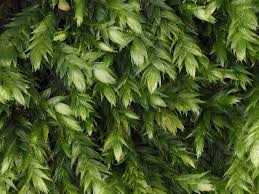 Attēlu rezultāti vaicājumam “Taxiphyllum wissgrillii”