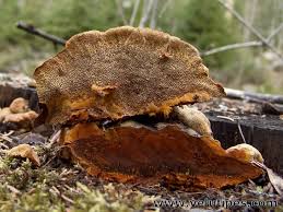 Attēlu rezultāti vaicājumam “Gloeophyllum odoratum”