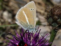 Attēlu rezultāti vaicājumam “Agrodiaetus damon underside”