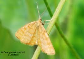 Attēlu rezultāti vaicājumam “Idaea serpentata”