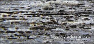 Attēlu rezultāti vaicājumam “Xylographa paralella”