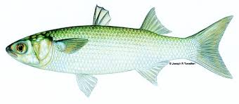 Image result for Mugil cephalus