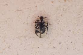 Attēlu rezultāti vaicājumam “Anthrenus scrophulariae”