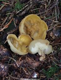 Attēlu rezultāti vaicājumam “Sowerbyella radiculata”