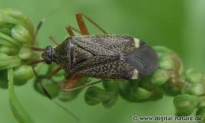 Attēlu rezultāti vaicājumam “Closterotomus biclavatus nymph”