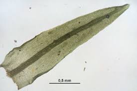 Attēlu rezultāti vaicājumam “Dichodontium pellucidum”
