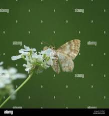 Attēlu rezultāti vaicājumam “Hydrelia flammeolaria”