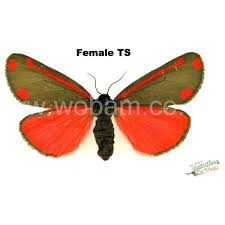 Attēlu rezultāti vaicājumam “Lithosia quadra female”