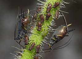 Attēlu rezultāti vaicājumam “Uroleucon hypochoeridis”