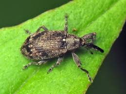 Attēlu rezultāti vaicājumam “Anthonomus pomorum”