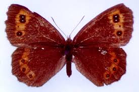 Attēlu rezultāti vaicājumam “Erebia ligea”