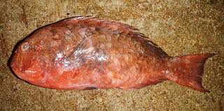 Image result for Calotomus carolinus